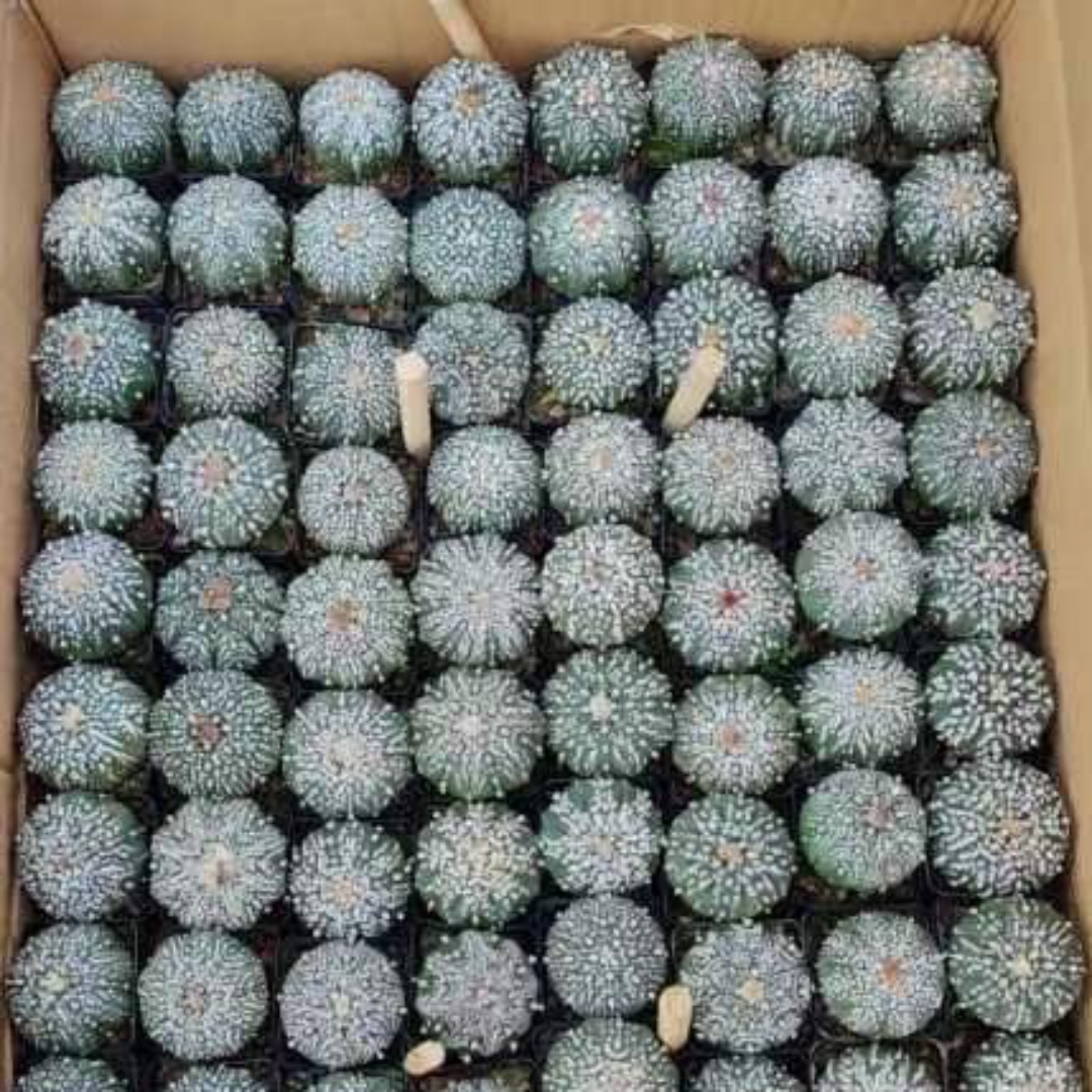 进口超兜仙人球,浓白线型花纹.@阿峰教养花的动态