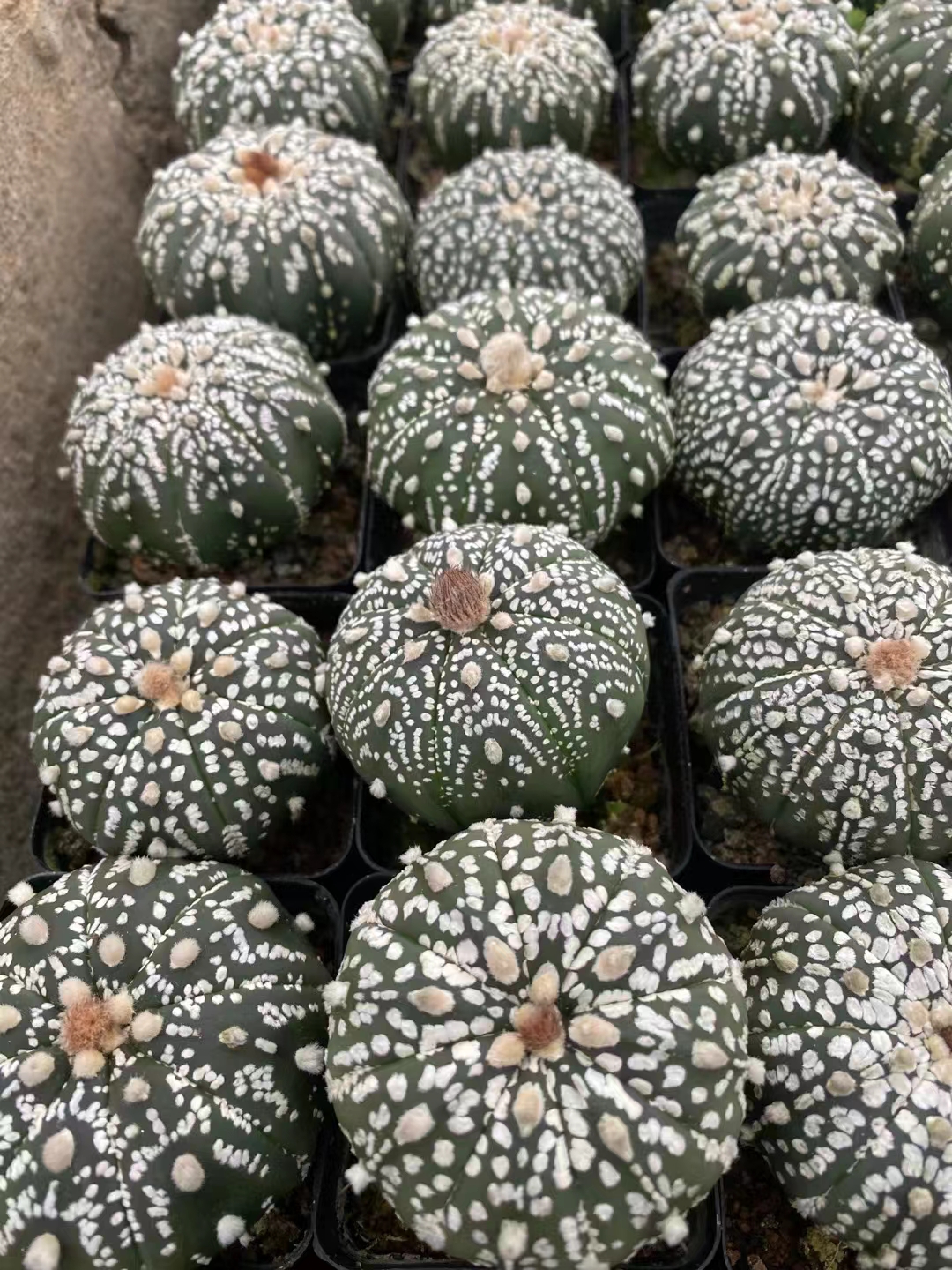 进口超兜仙人球,浓白线型花纹.@阿峰教养花的动态