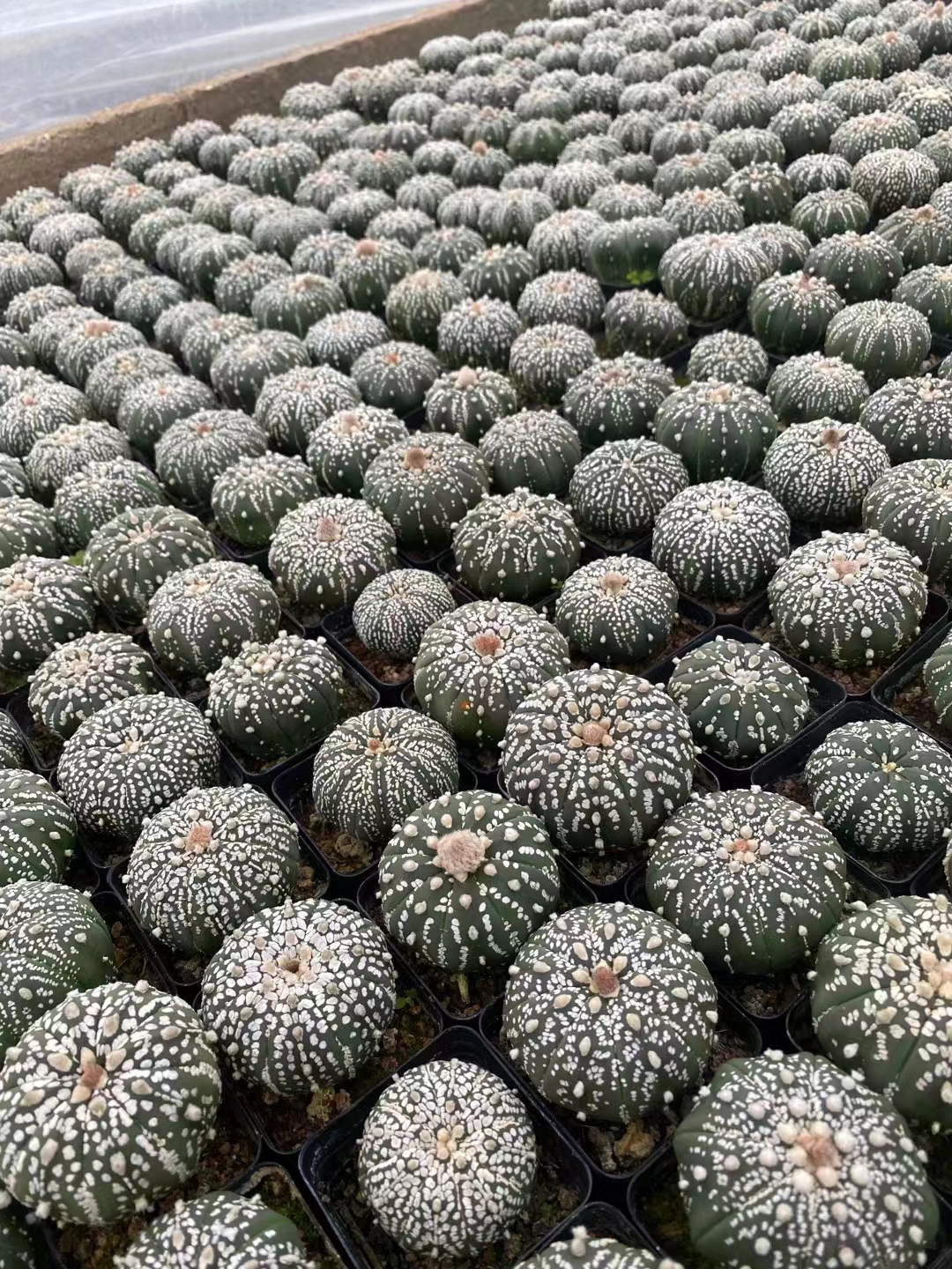 进口超兜仙人球,浓白线型花纹.@阿峰教养花的动态