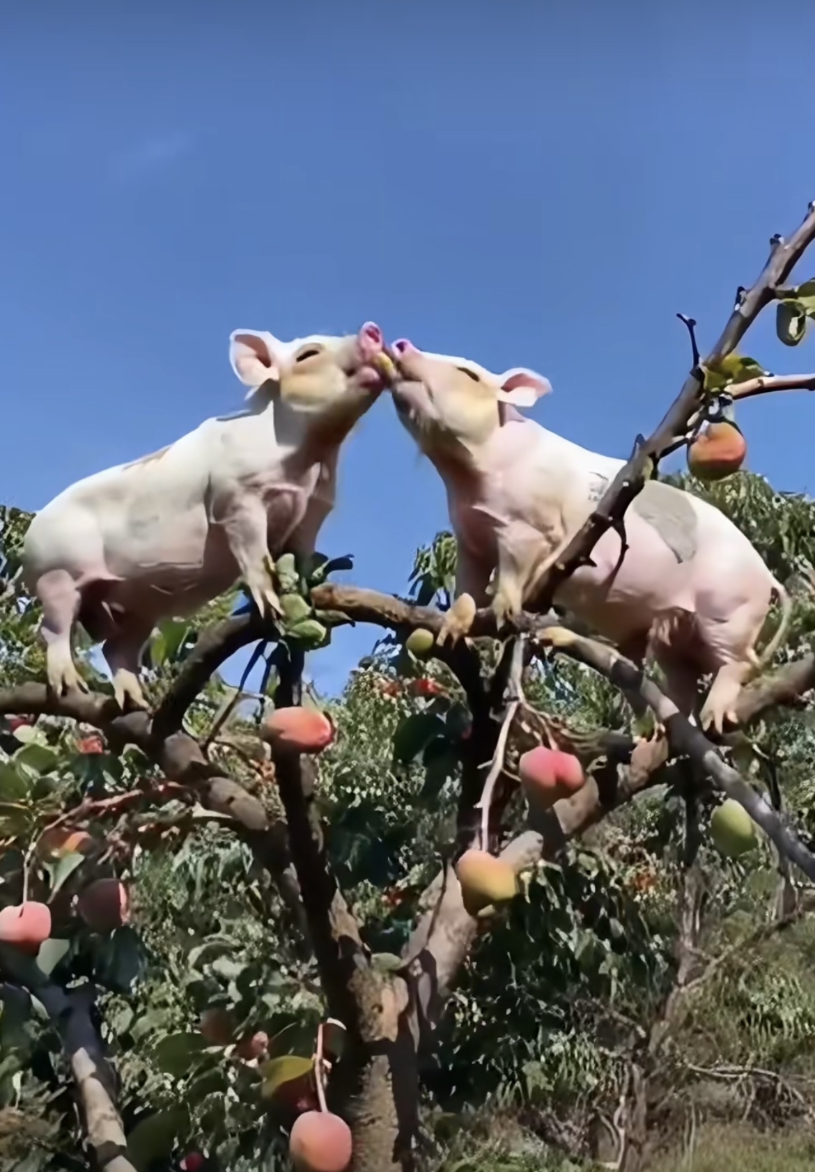 母猪上树的图片 手稿图片