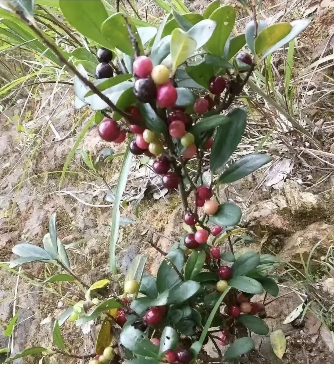 夏娃的果实图片