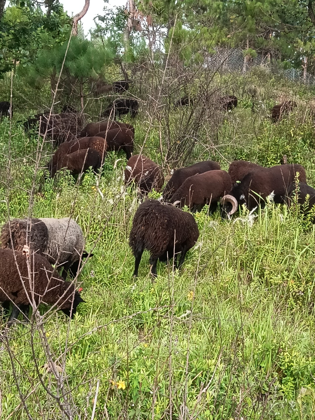 兴盛生态黑绵羊养殖专业合作社