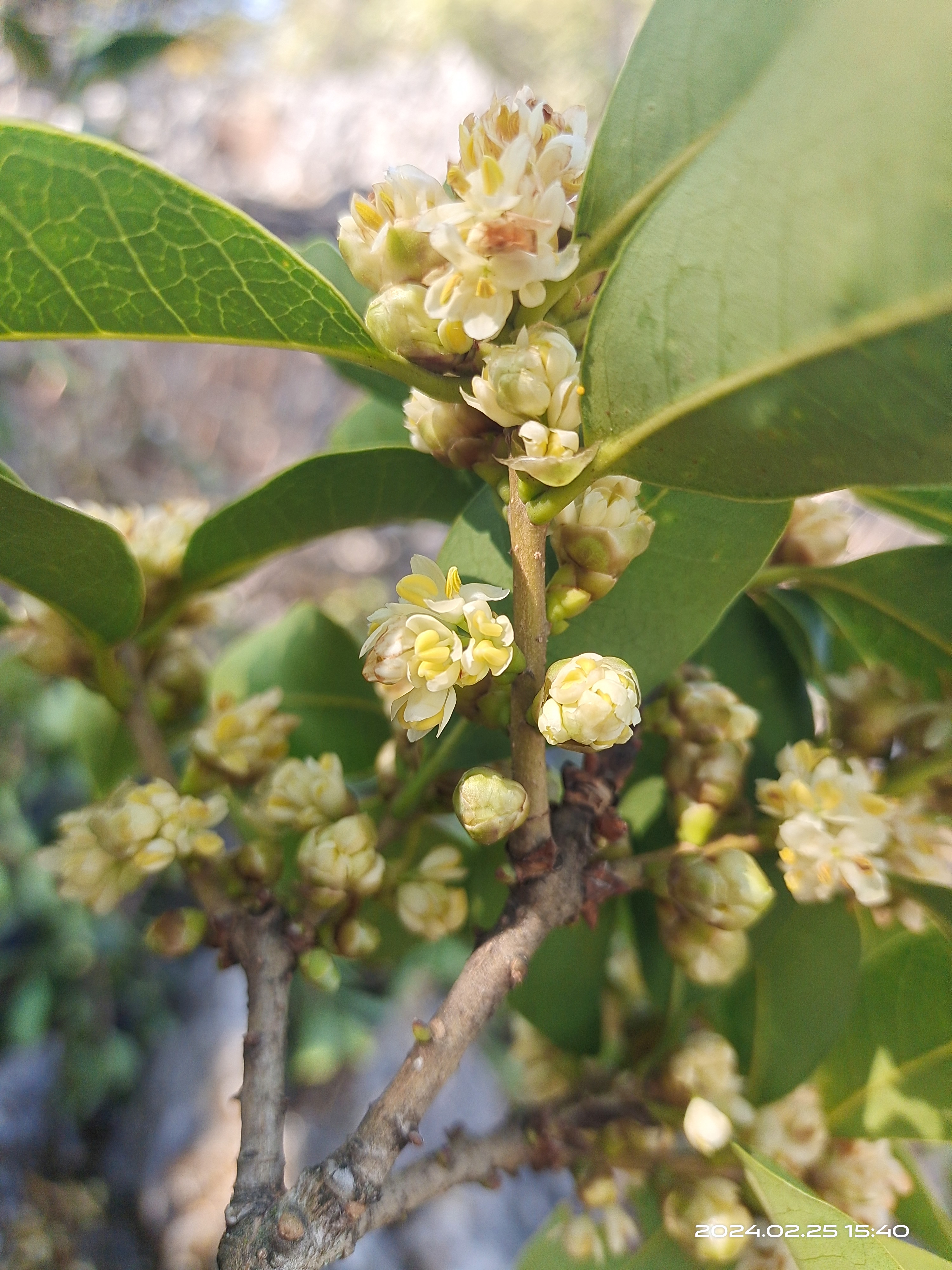 高山野生桂花树图片