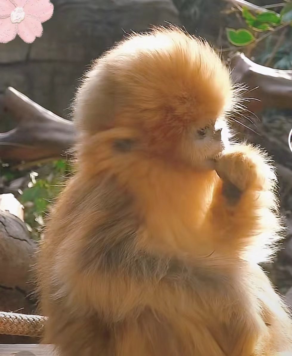 南京红山森林公园金丝猴瑞瑞,天啦,小小的,金晃晃的