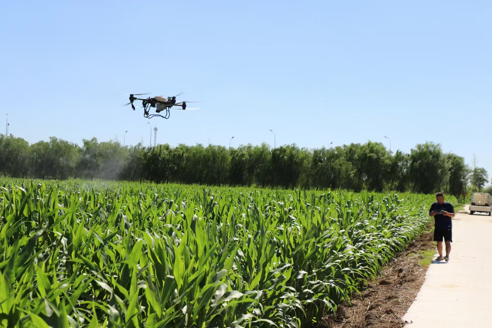 埇桥:玉米拨节抽穗时