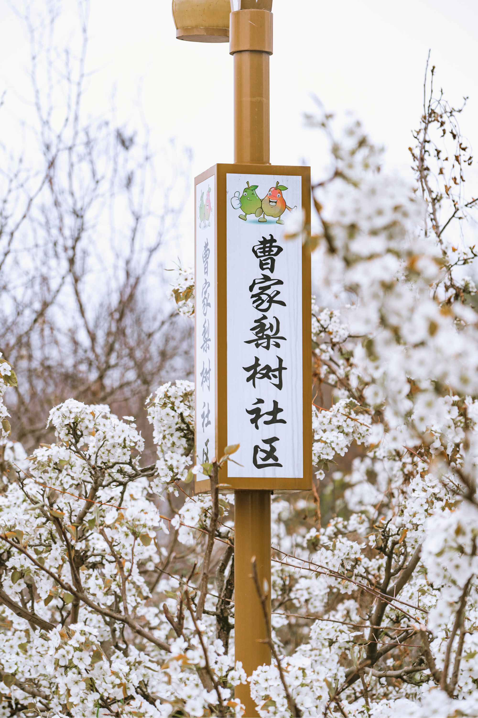 成都周边梨花图片