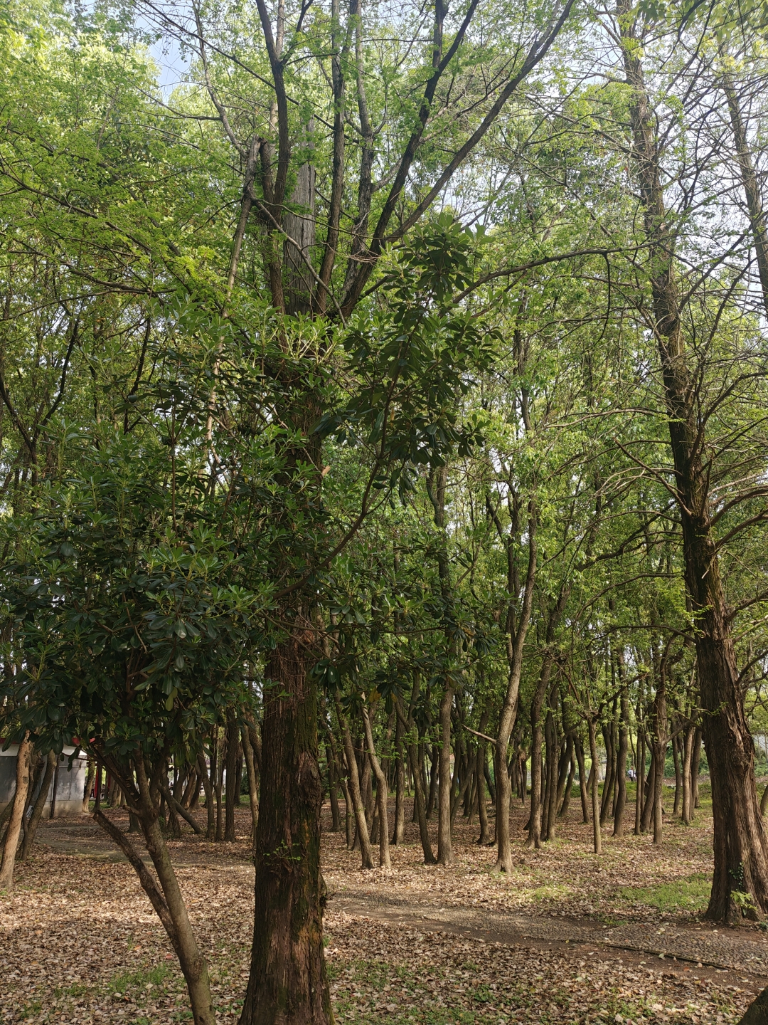 春日美景分享# 衡阳市苗圃公园:城市绿肺焕新颜 市民乐享生态福祉