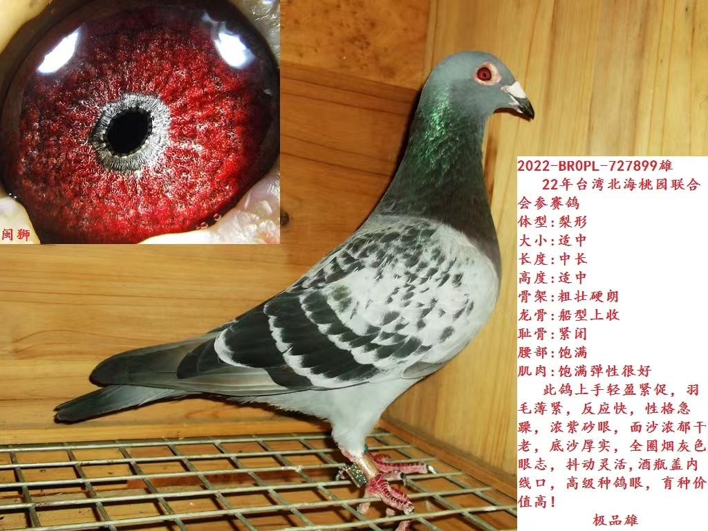 22年台湾北海桃园联合会参賽鸽  体型:梨形