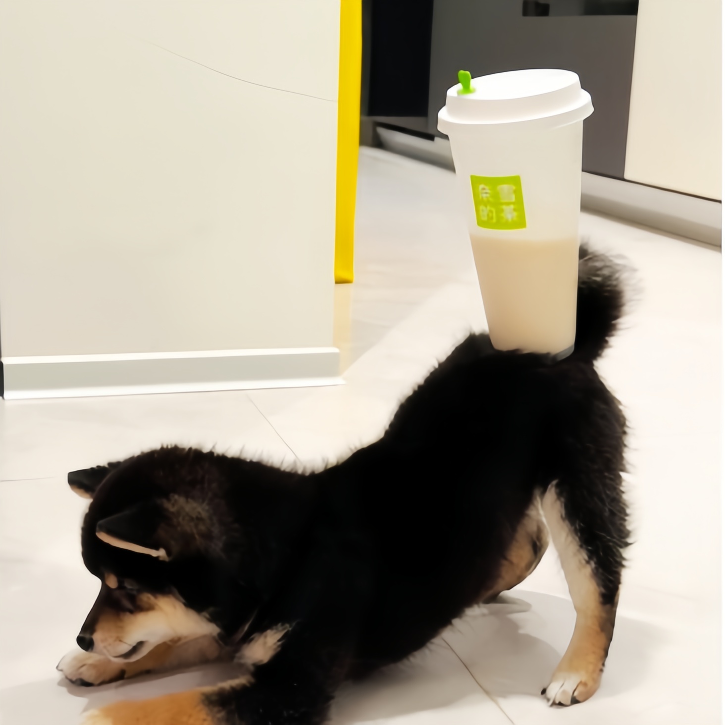 下班无聊就带着我们家的狗子锻炼臀部顶一杯奶茶.