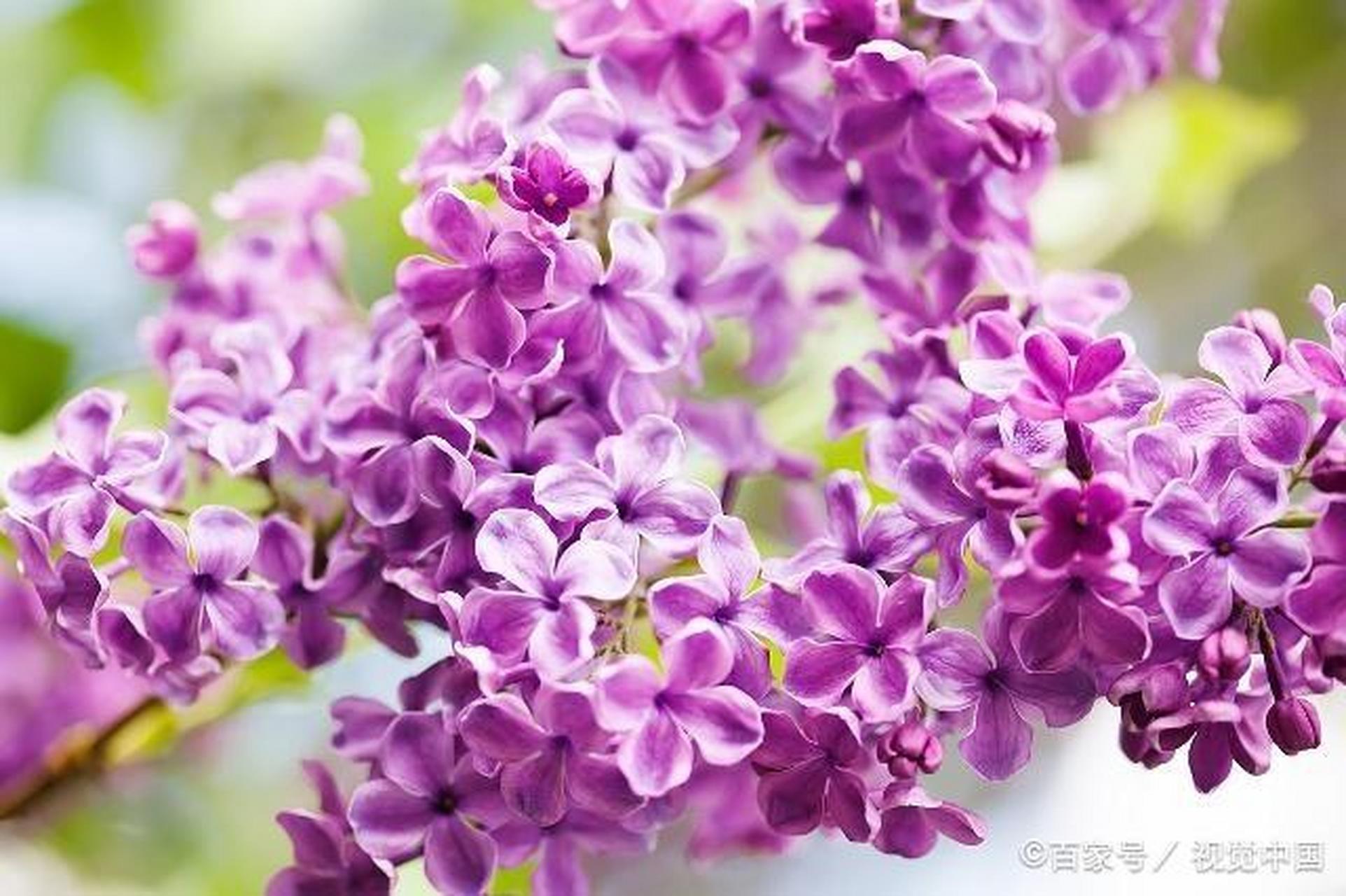 七瓣丁香          岁月又轮回至人间的四月天,一树又一树的花开争锋