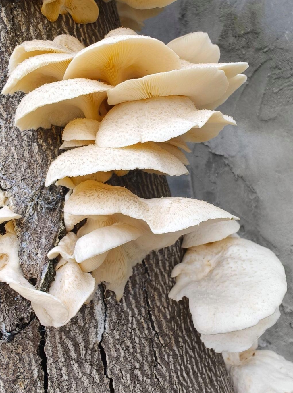 了几天的雨 咱家后院有一棵枯萎了好几年的树,突然间上面长满了蘑菇