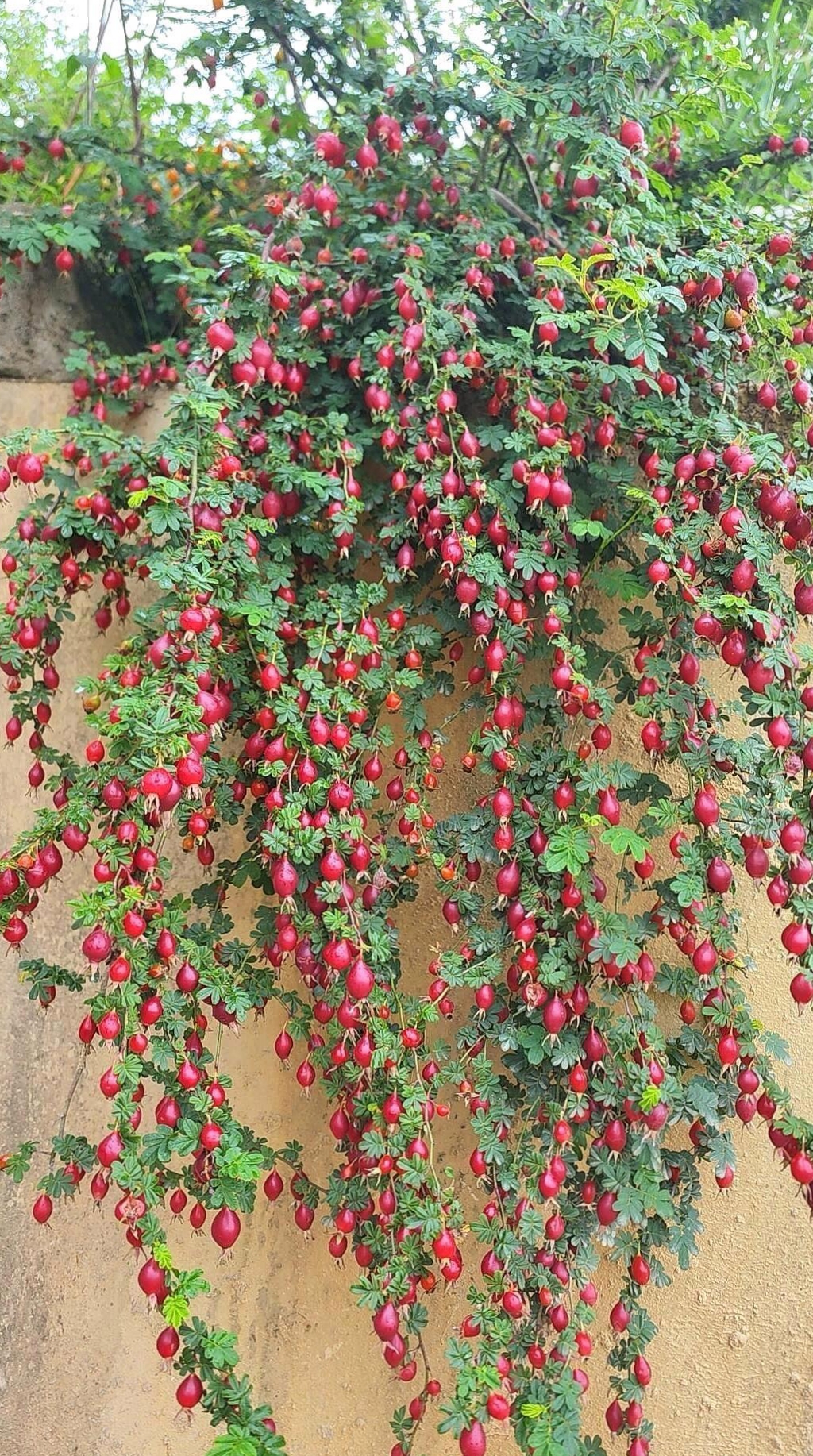 在乡下老屋后院里有棵树,上面结满了红色像车厘子一样的果子,看着很