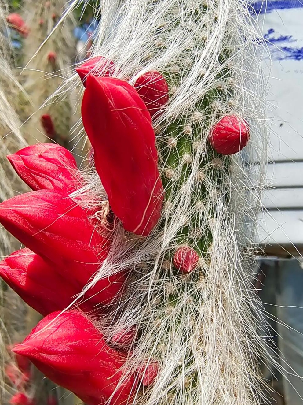 还是第一次见这玩意,长得红彤彤的都是些什么啊?