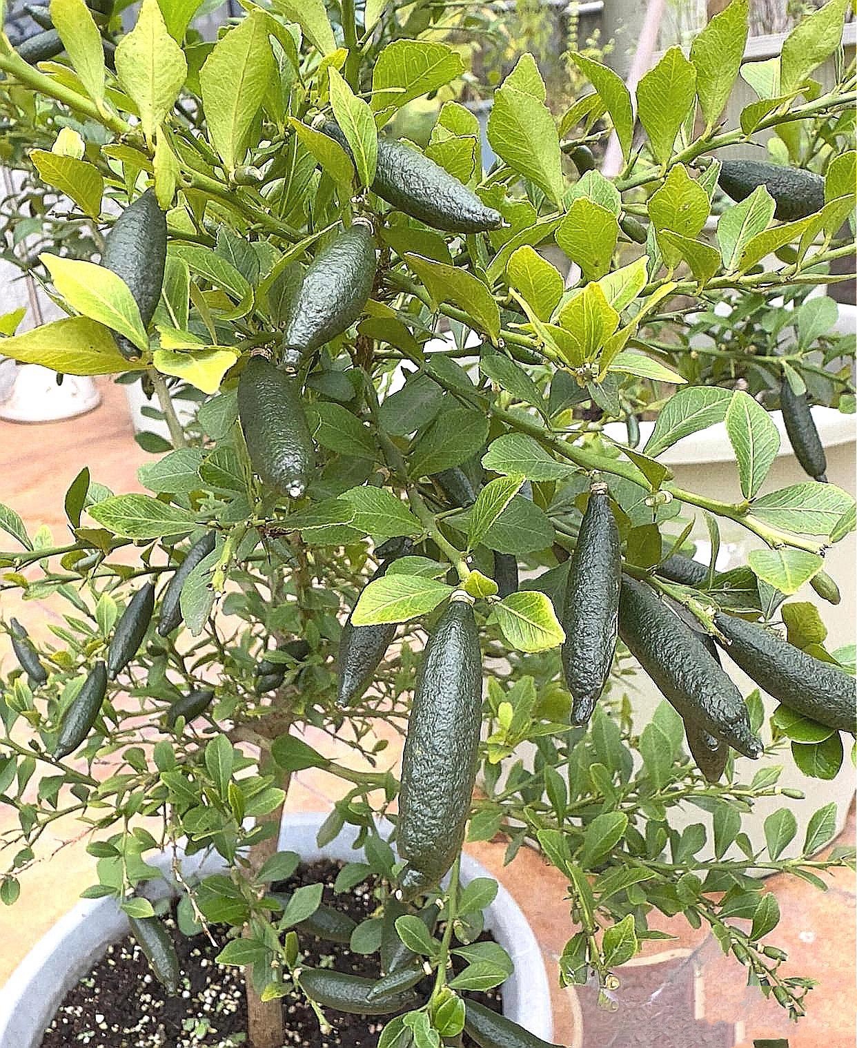 这是我在网上购买的几棵橘子树苗种在地里,没过几个月,竞结出了像黄瓜