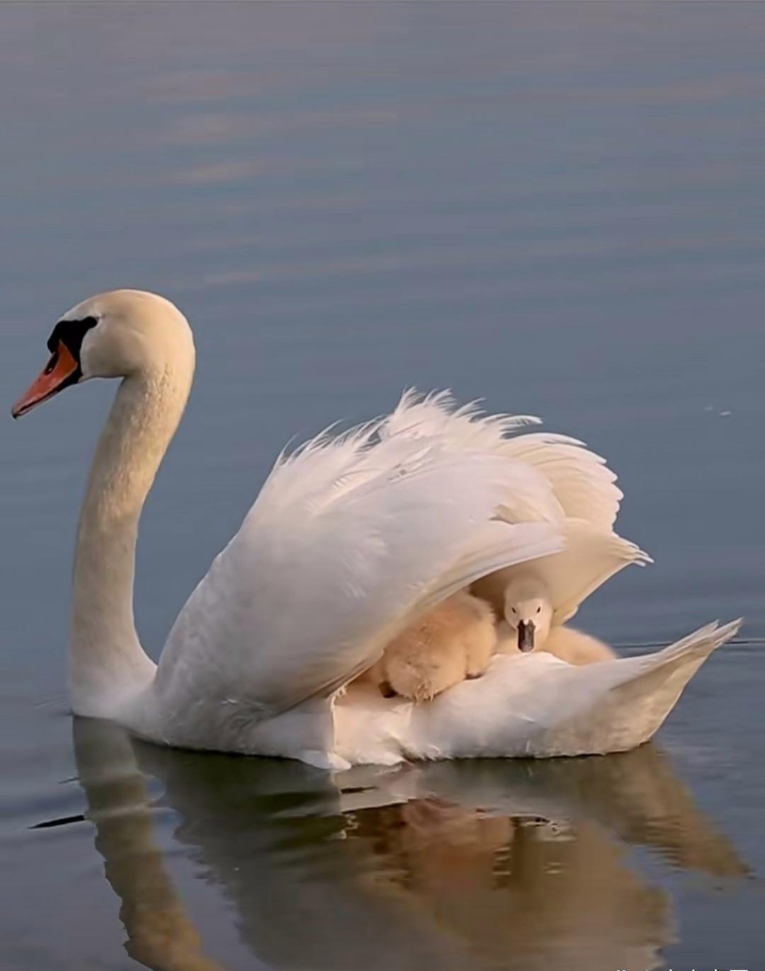 亲们,这么温馨的画面太美了吧,伟大的母爱,看这疣鼻天鹅小宝宝,在妈妈