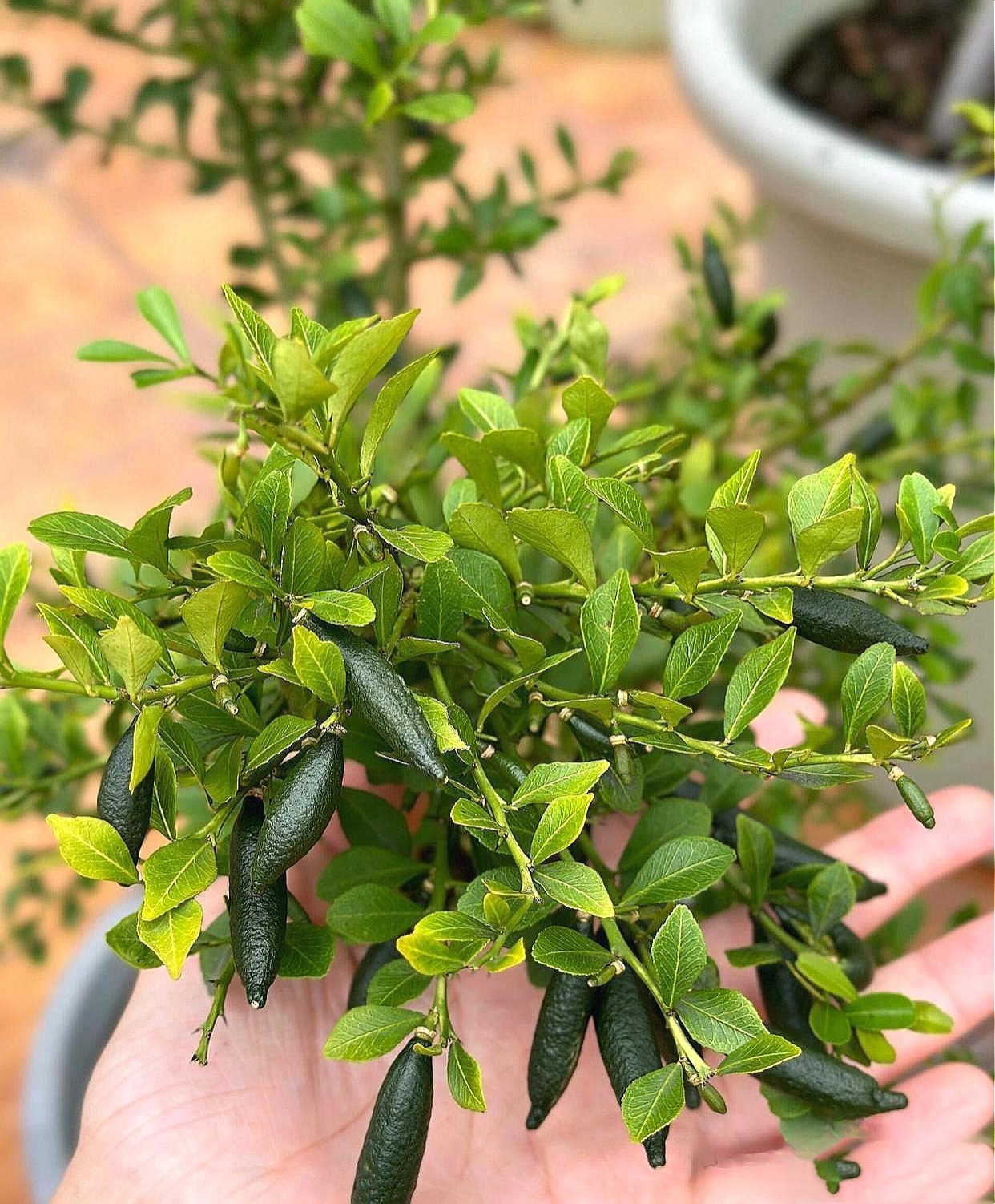 这是我在网上购买的几棵橘子树苗种在地里,没过几个月,竞结出了像黄瓜