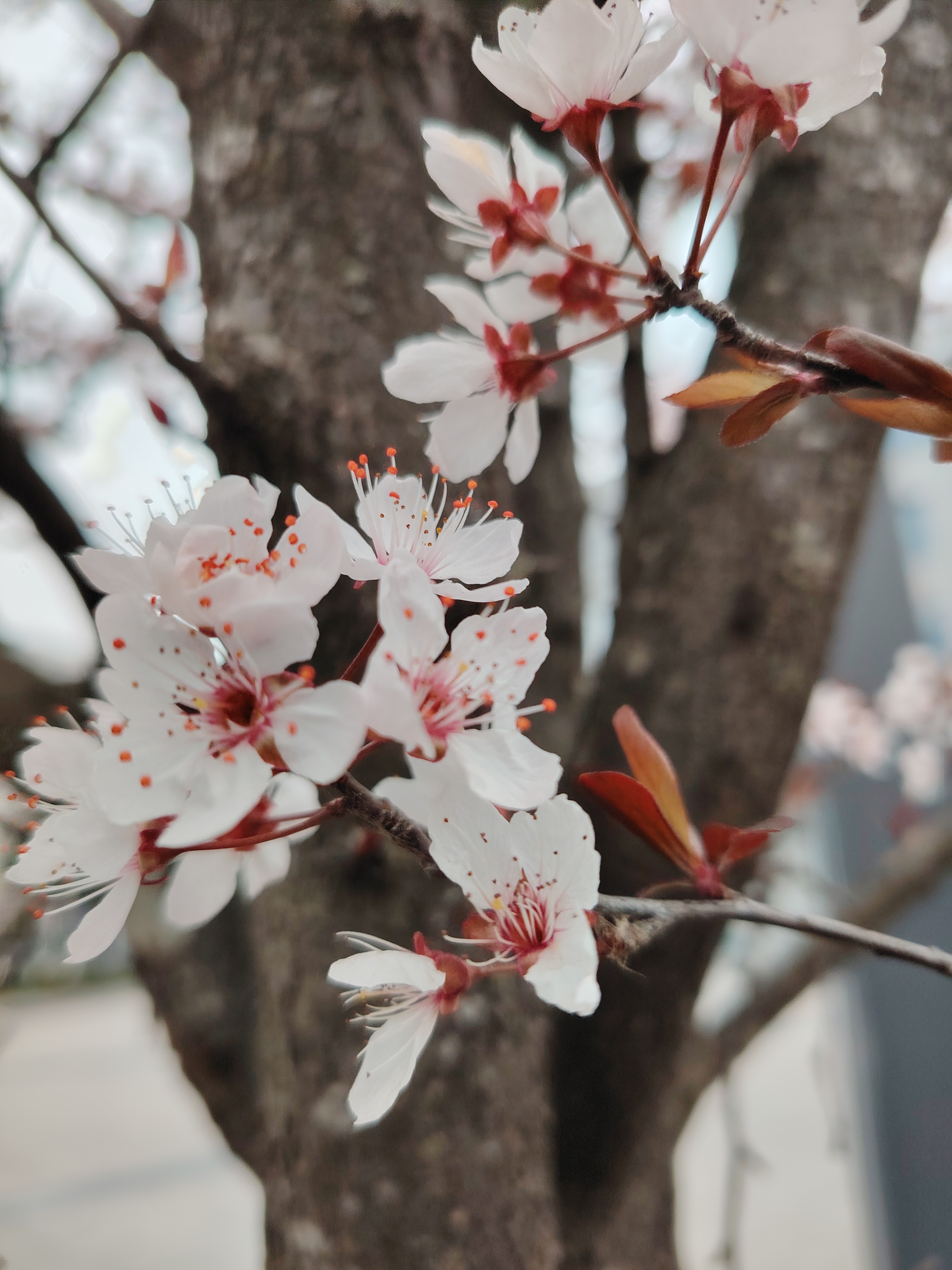 樱桃花几月开图片