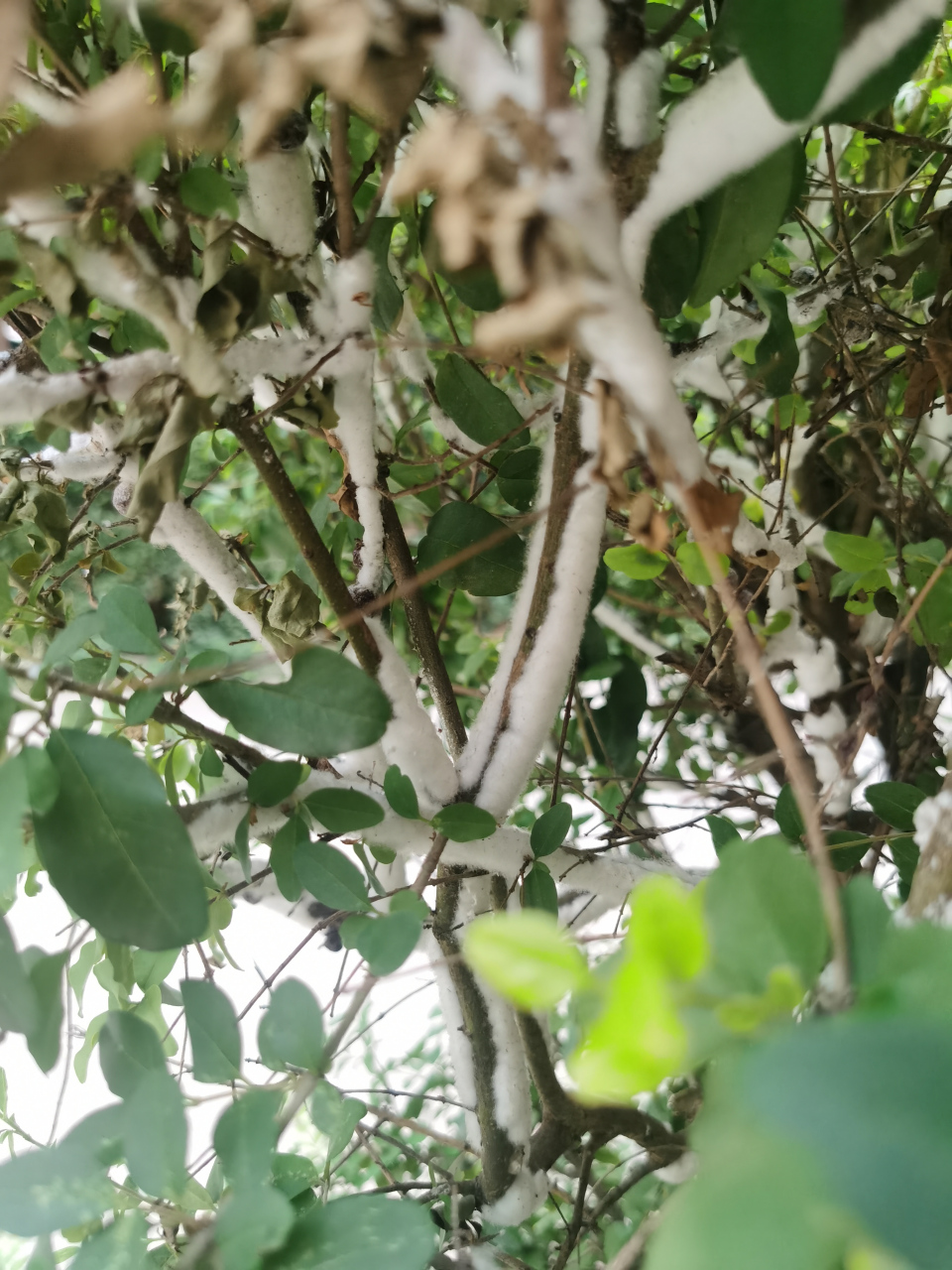 在这快节奏的生活中,小区的虫白蜡给我带来了一份别样的宁静与诗意.