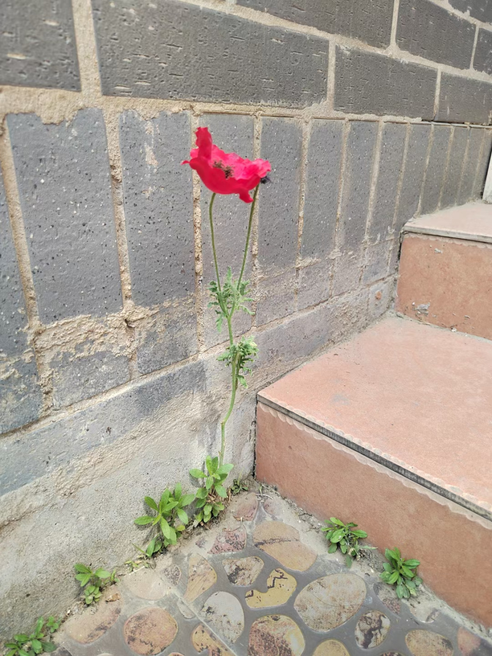 墙角的花儿.