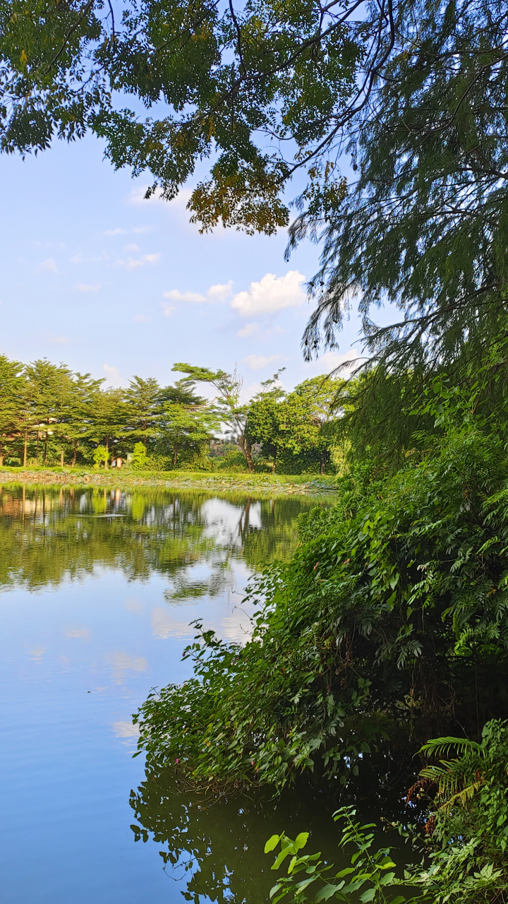 家乡的湿地公园