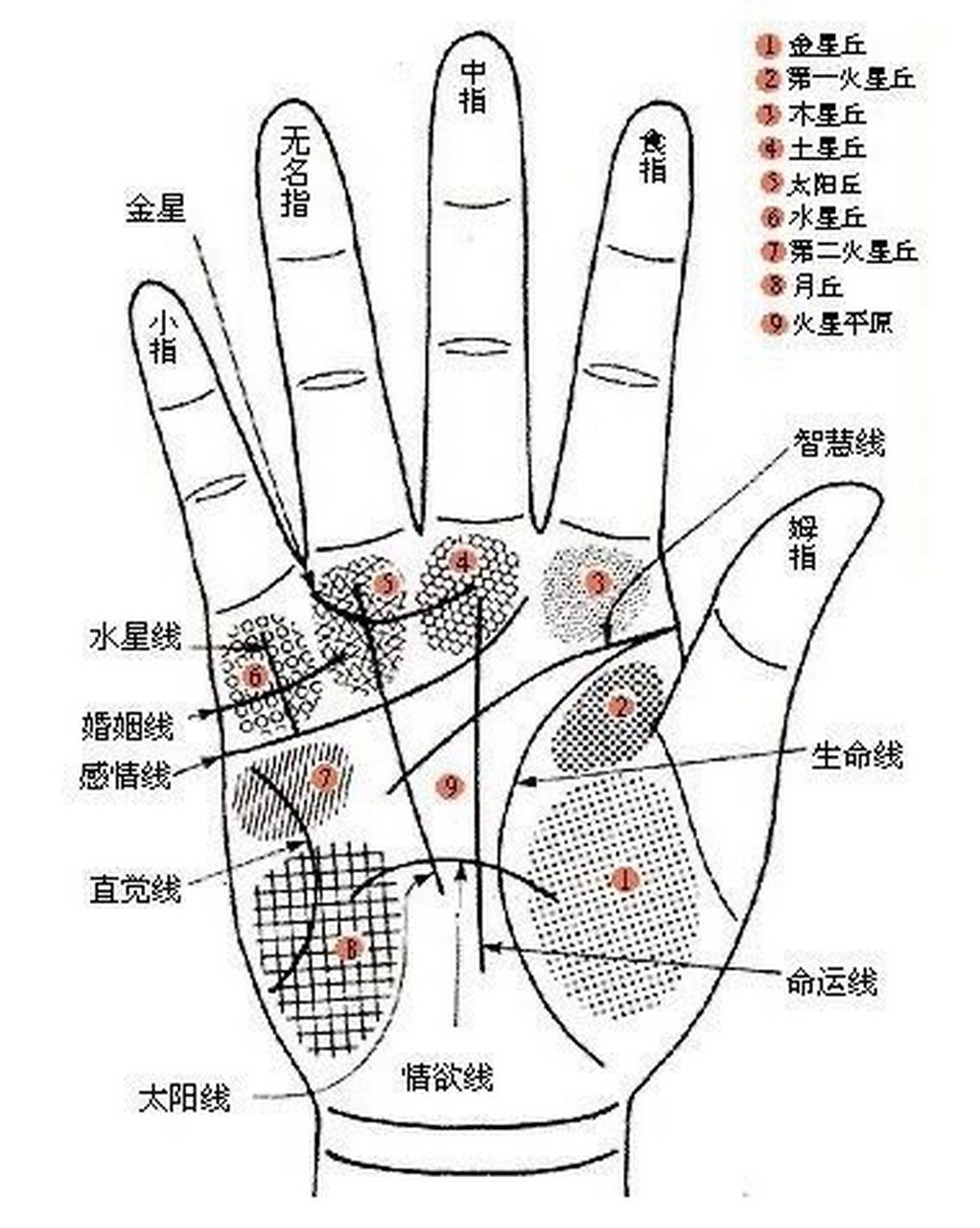[cp]简单看相教程解析,男左女右,教你看手相!