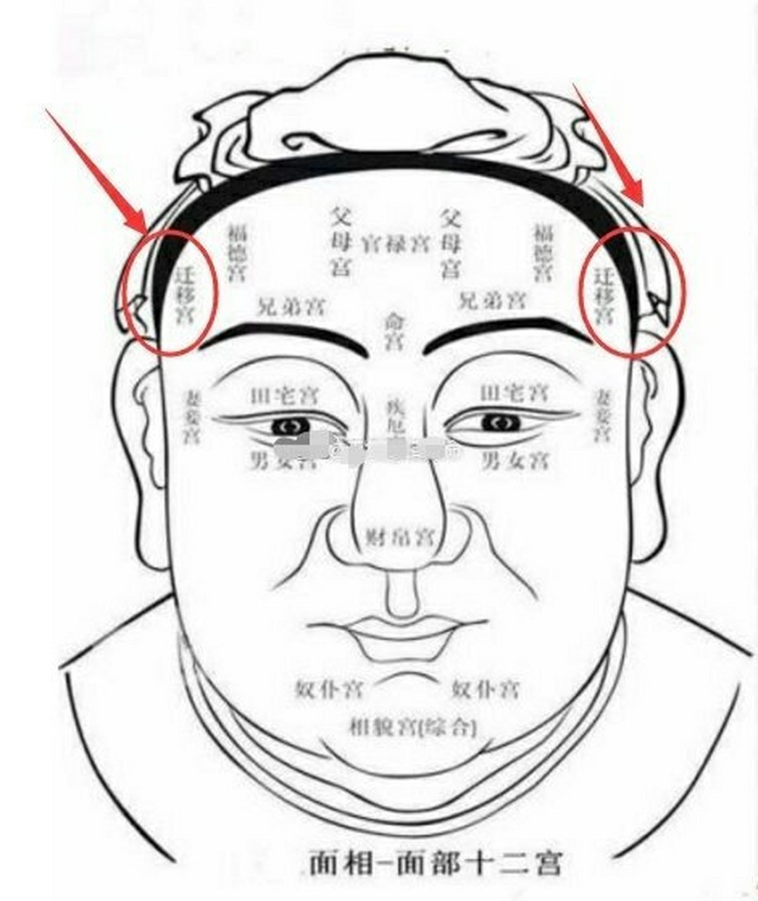 来看看,额头两侧称驿马宫,又名迁移宫,这个位置可以看出你的外出前程