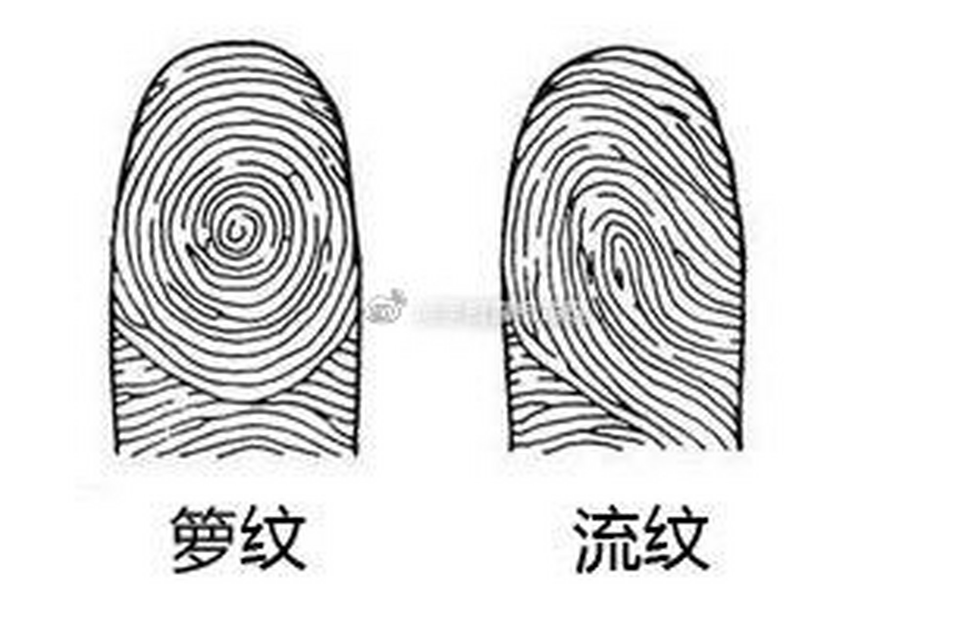 指纹,大致可以分成涡纹和流纹两种,也就是箩纹和簸箕纹,随着外形的不