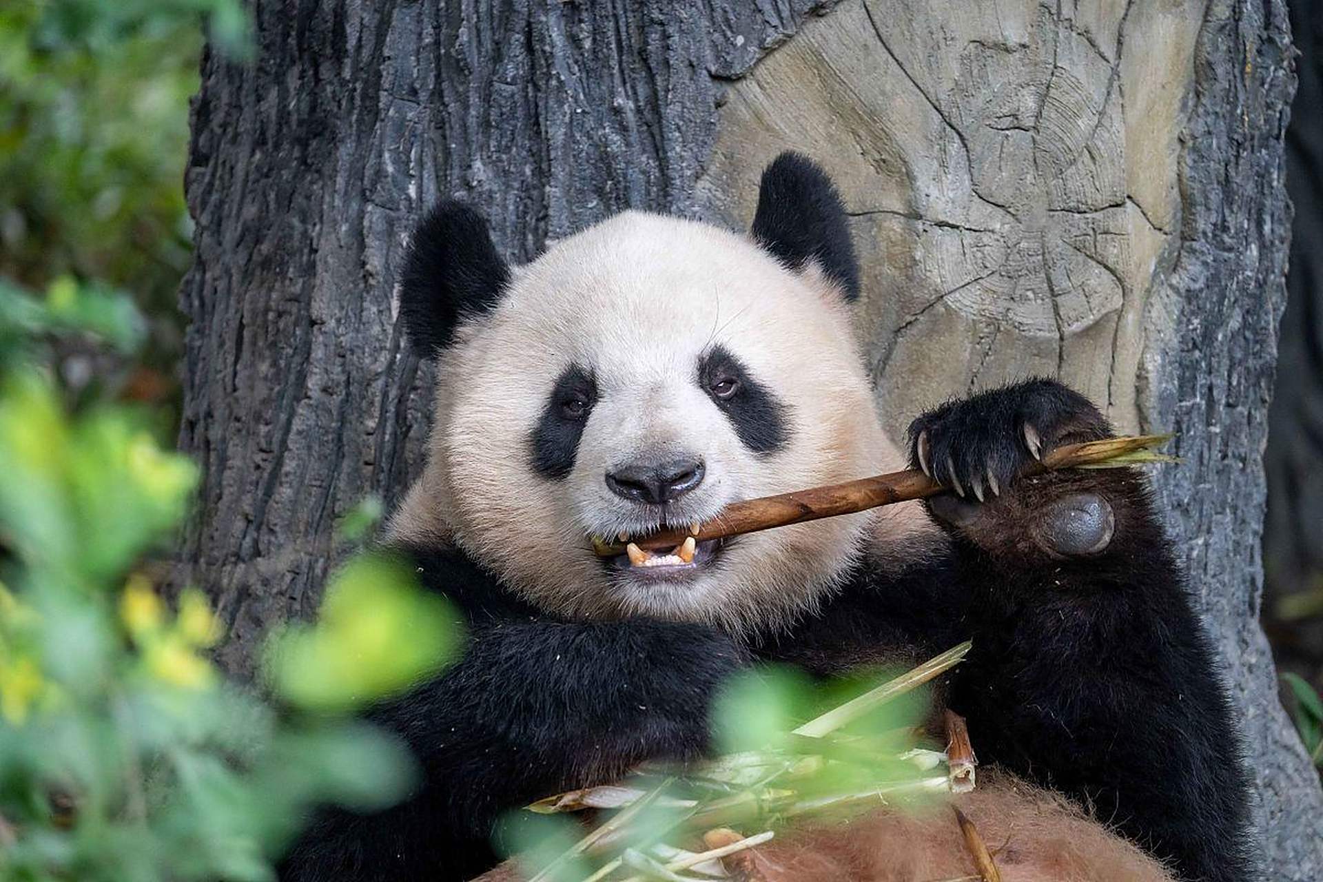 旅美大熊猫丫丫正式移交中方 大熊猫丫丫 2000年8月3日出生在北京动物