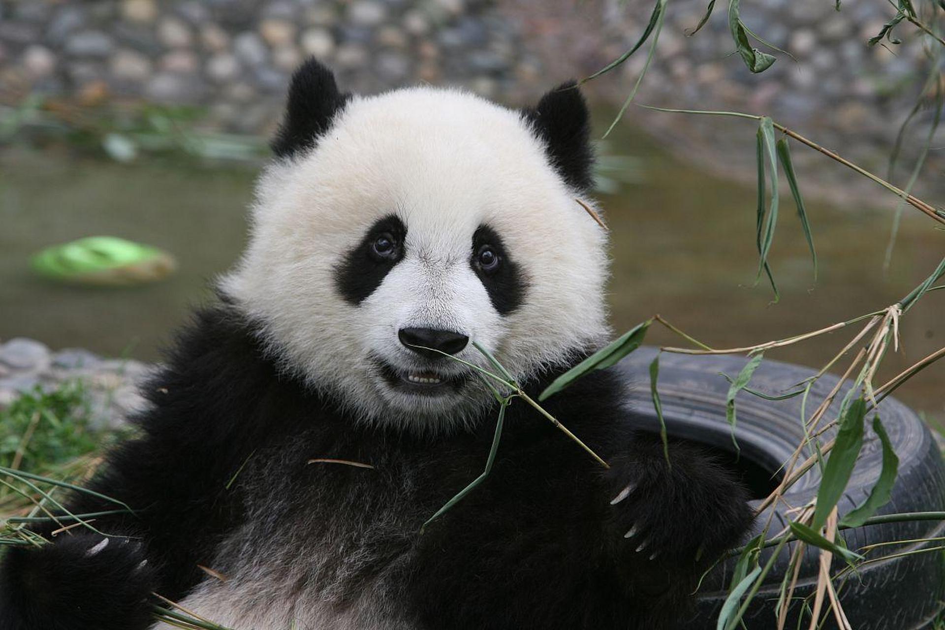 旅美大熊猫丫丫正式移交中方 大熊猫丫丫 2000年8月3日出生在北京动物