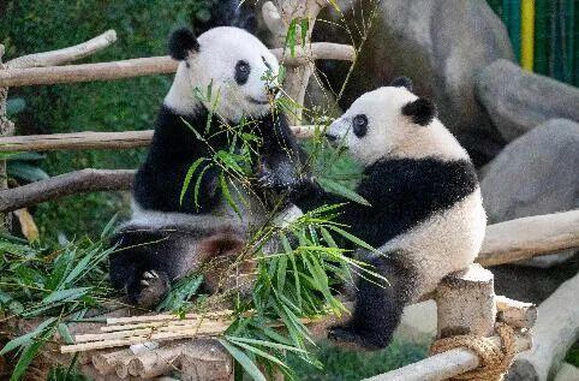旅美大熊猫丫丫:待在孟菲斯动物园到月底 大熊猫丫丫,2000年8月3日