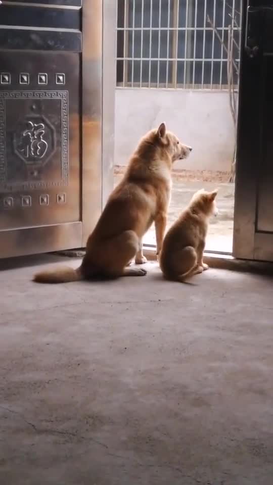 赞狗 狗儿最忠诚, 看家护大门. 更知养育情, 丹心卫主人.