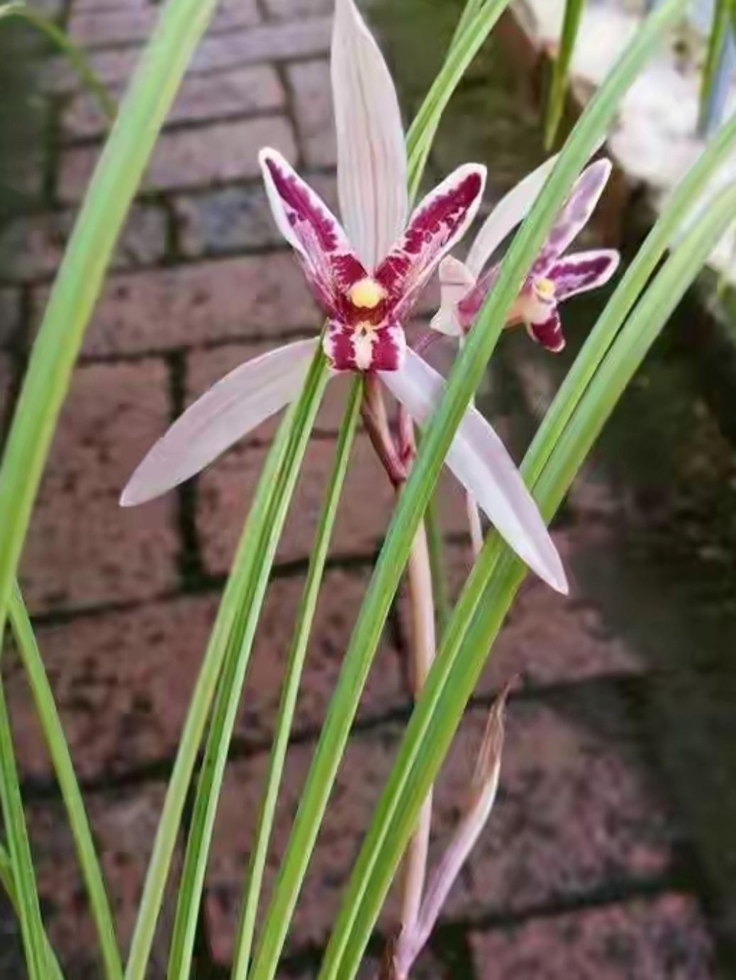 从颜色上来说,它极其绚丽,包含了所有花朵共有的颜色.