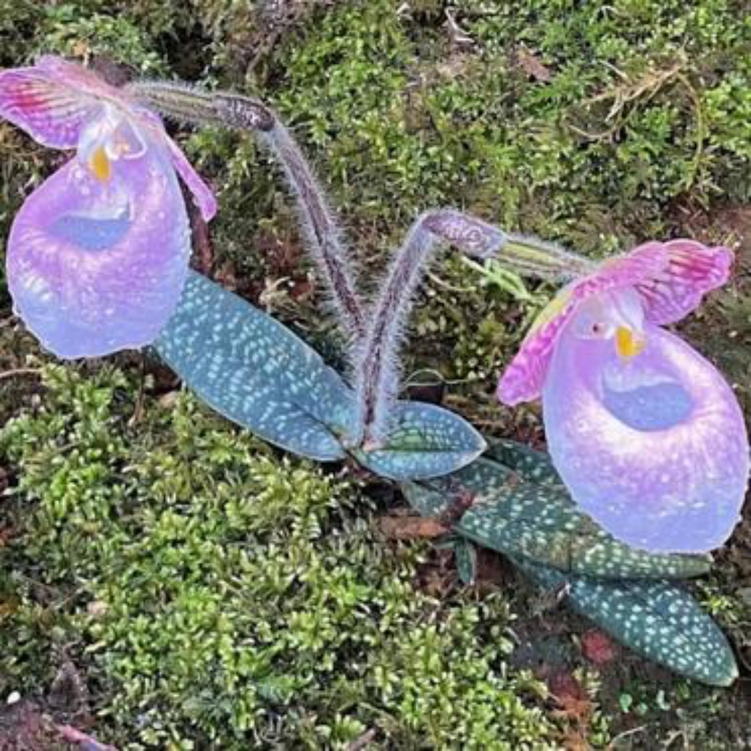 今天终于见到了什么叫花开两朵,各表一枝了,这叫不出来名字的小花太有