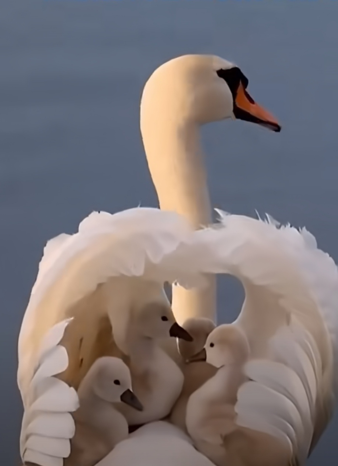 天鹅宝宝躲在妈妈的翅膀里,遮风蔽日,享受着母爱.多温馨呀!