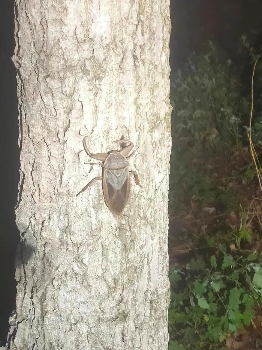 昨晚去树林里逮知了猴发现的,这小虫静静吸附在树干上.