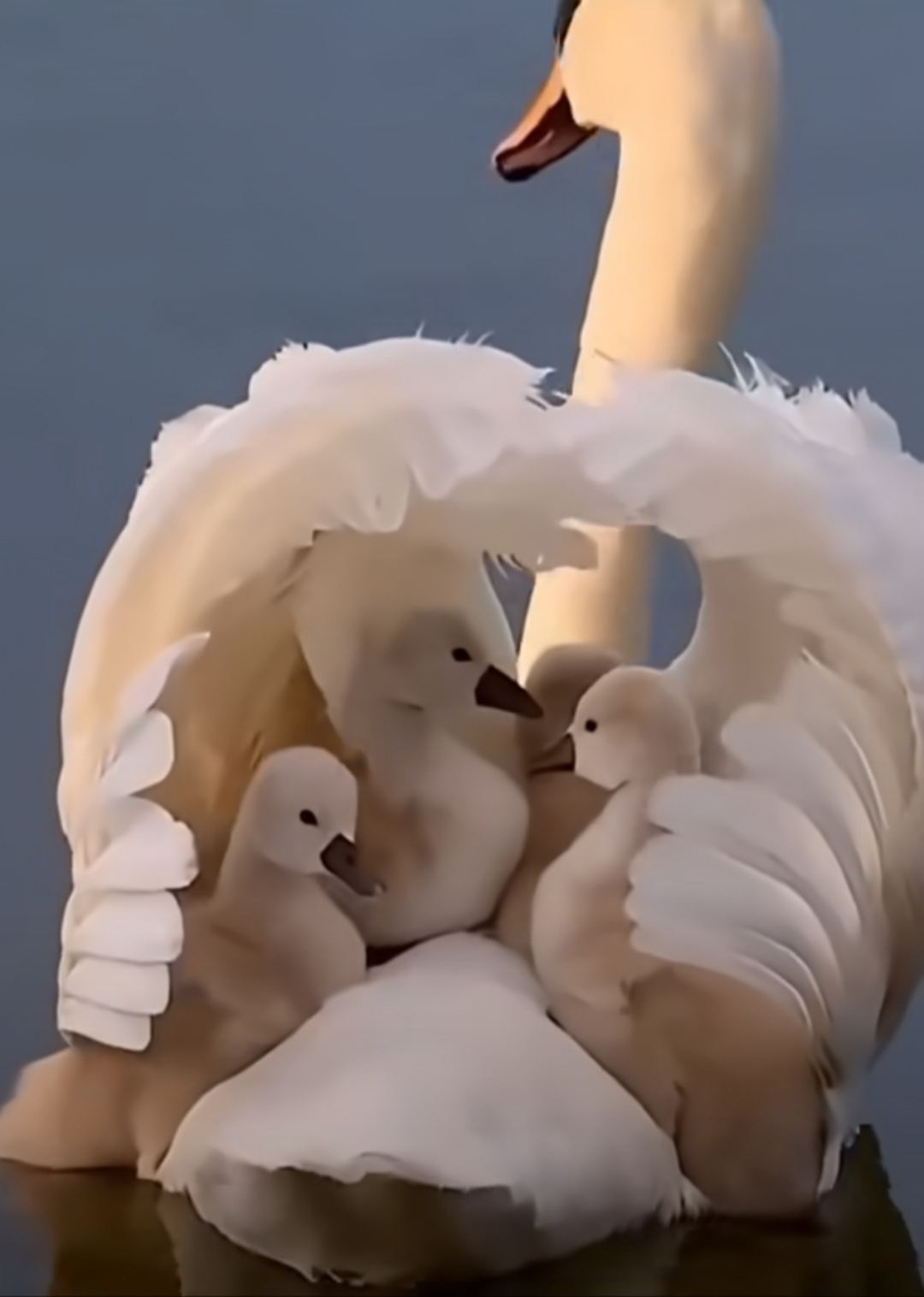 天鹅宝宝躲在妈妈的翅膀里,遮风蔽日,享受着母爱.多温馨呀!