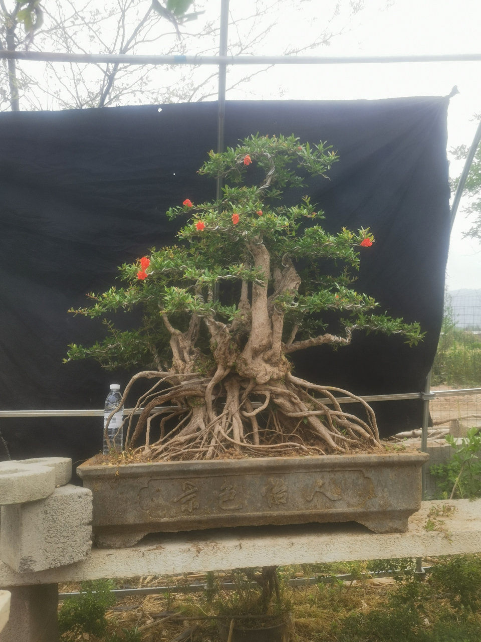 《提根》石榴盆景