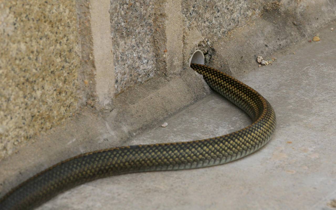 家人们知道这是什么品种吗?会不会有毒?#热点引擎计划