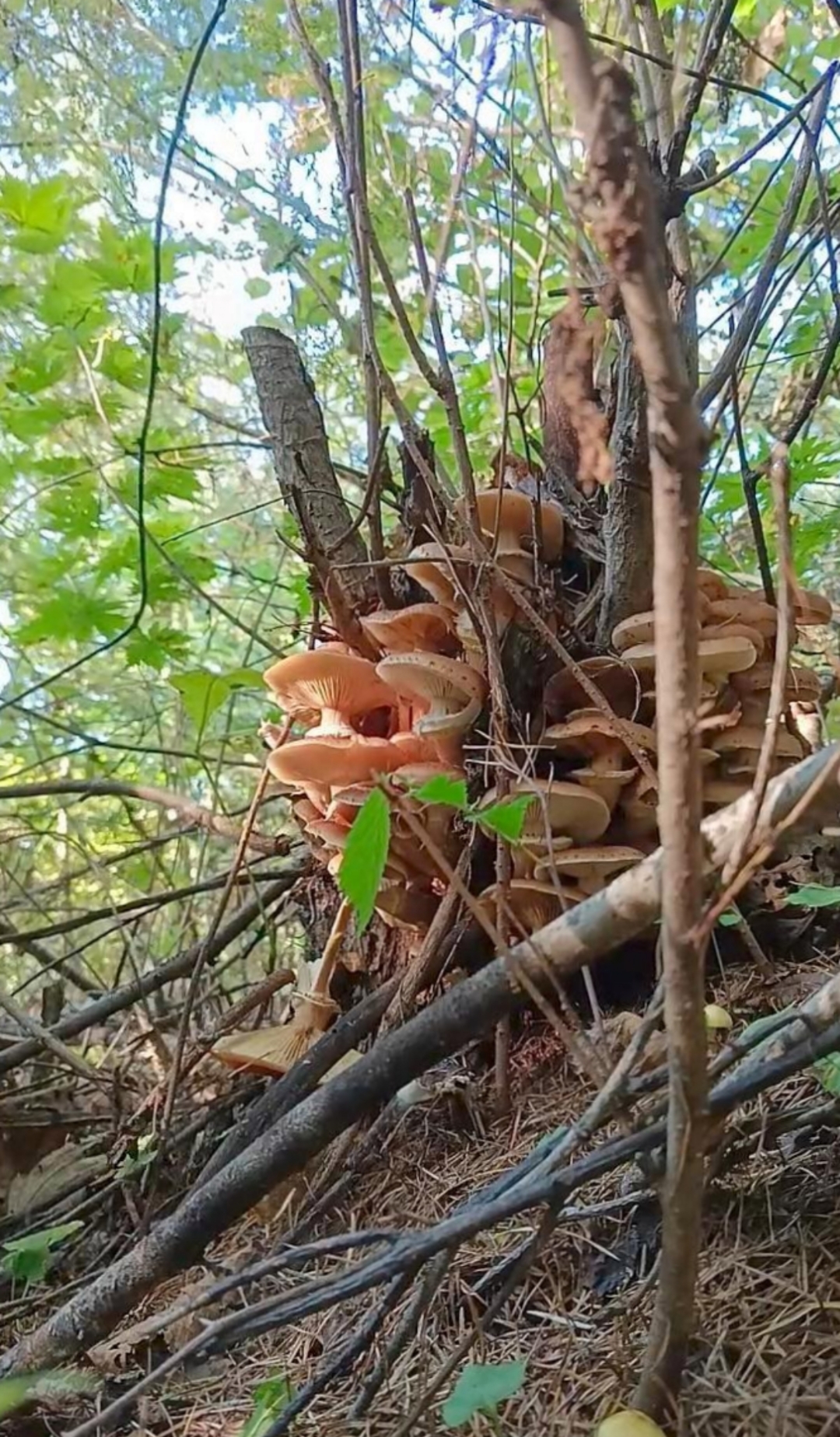 树林里蘑菇图片