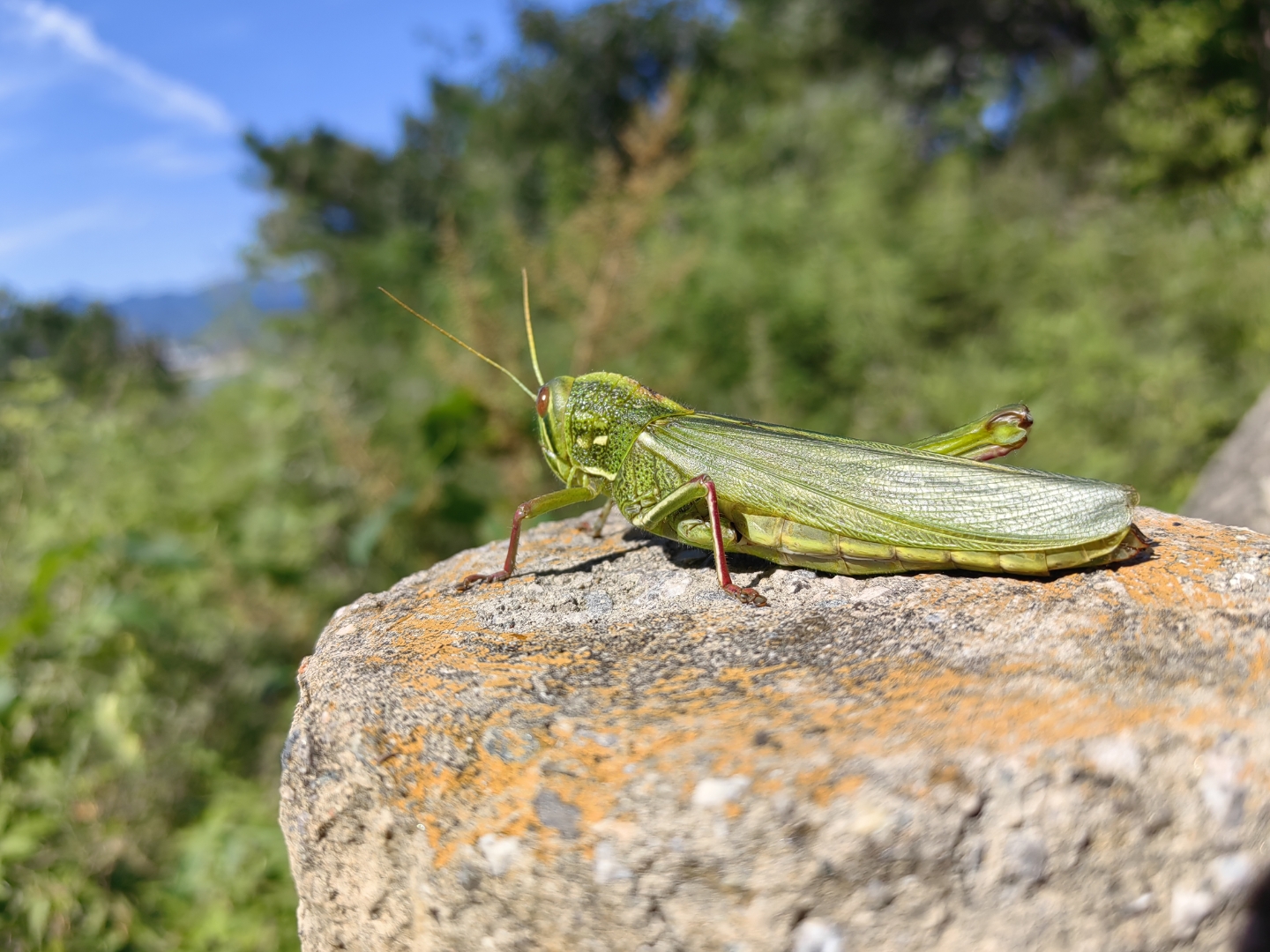 今天去爬山,在山顶上发现一个昆虫趴在石头上,也不知道它叫啥?
