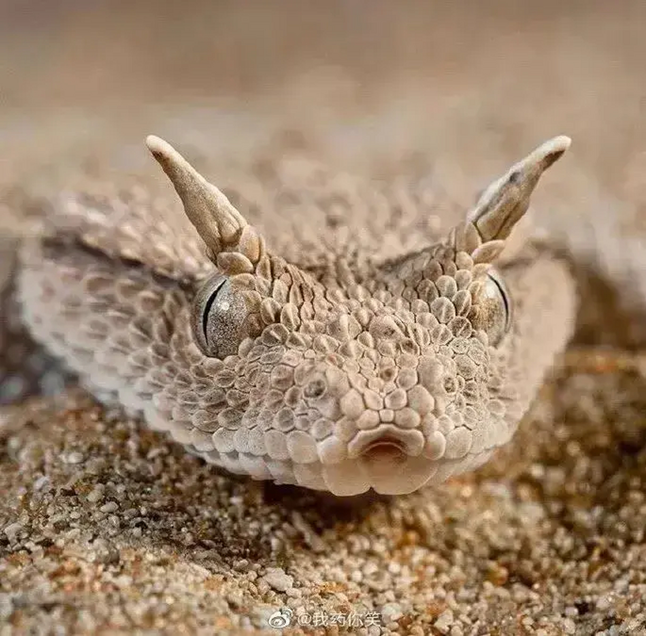 这种蛇是pk的,真正的鸡冠蛇,其实就是角蝰蛇,是蝰蛇的一个亚支,所谓的