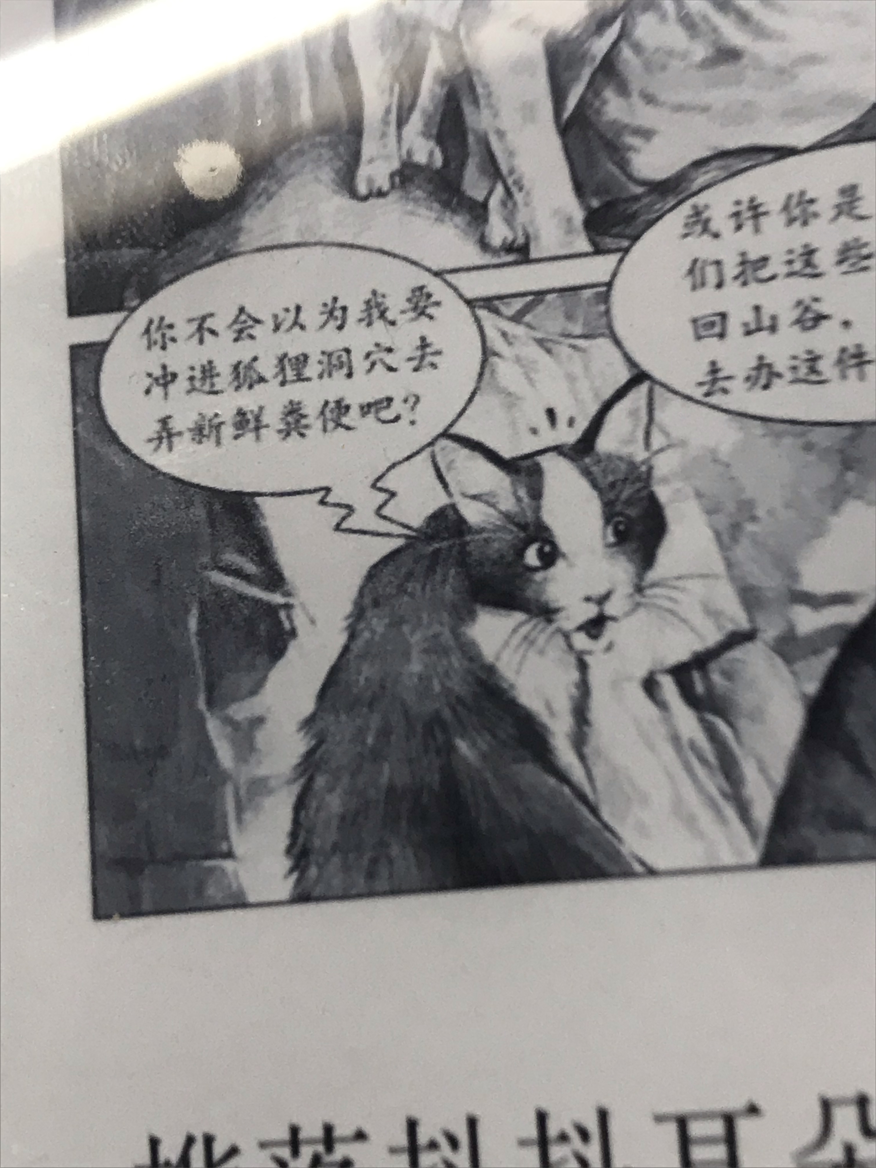 猫武士藤池的伴侣图片