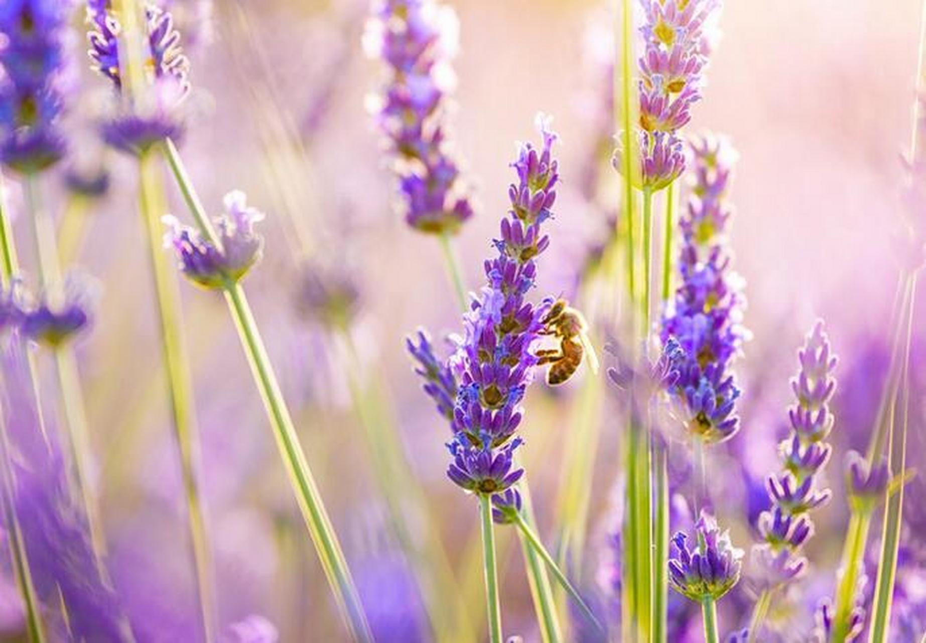 喜欢ipad你就去买,喜欢莱卡你就去赚,想喝港式奶茶