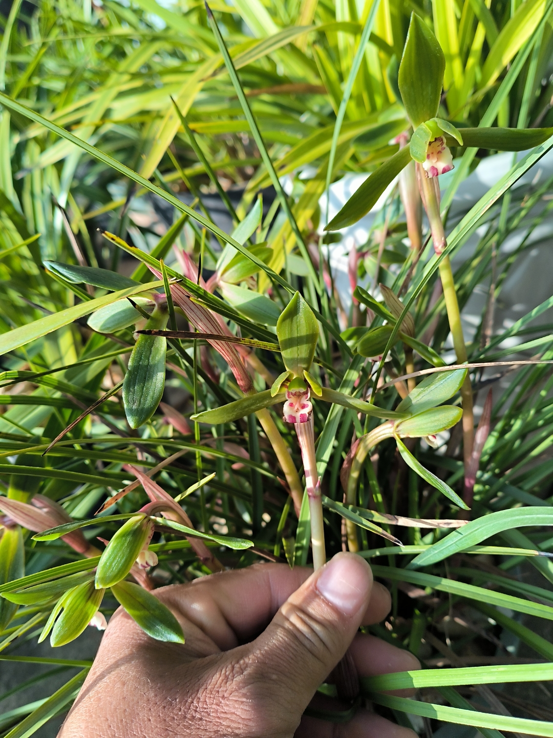 云南豆瓣兰爆盆了