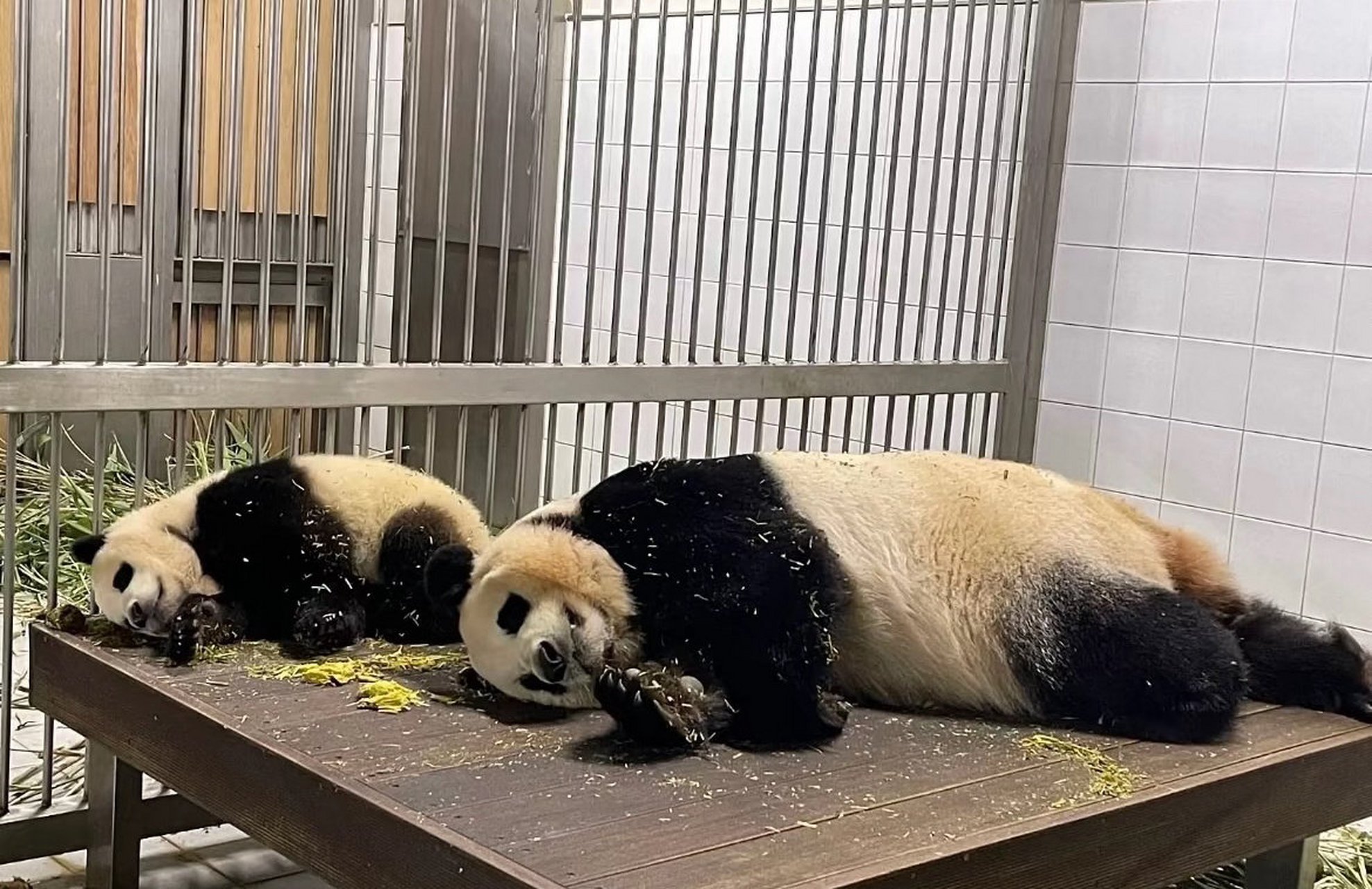 大熊猫福宝# #大熊猫华妮#  2020年7月20日福宝出生,华妮第一次当