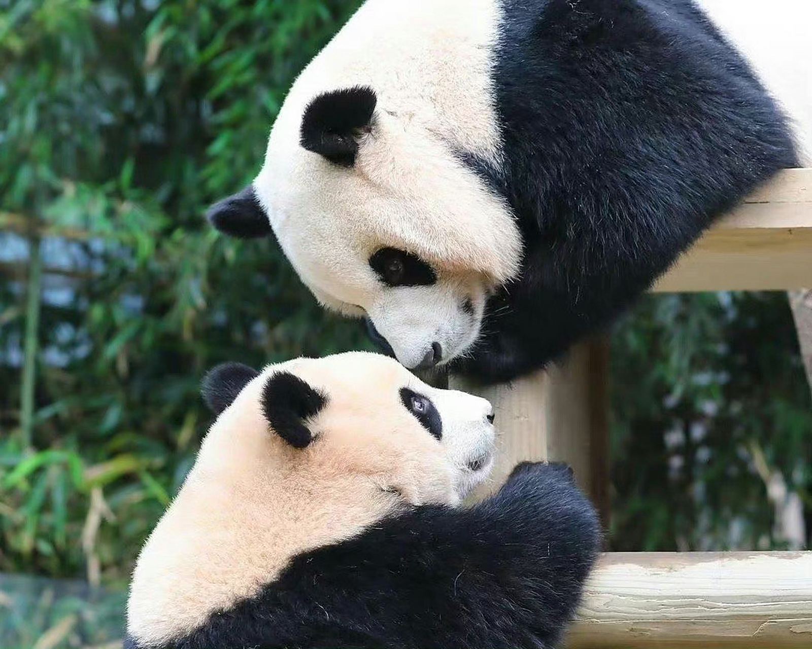 大熊猫福宝# #大熊猫华妮#  2020年7月20日福宝出生,华妮第一次当