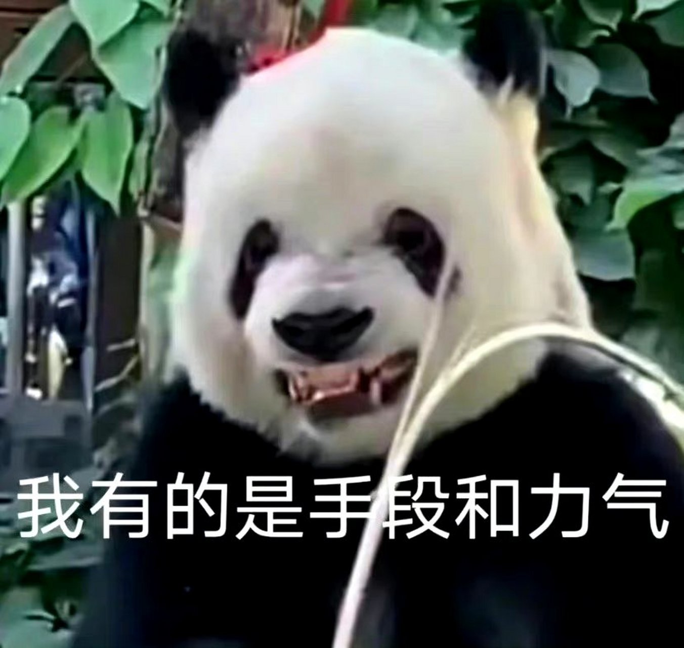 北京动物园二太子萌孝孝掰竹子真的是"人教版",连剥笋也是李奶爸教的