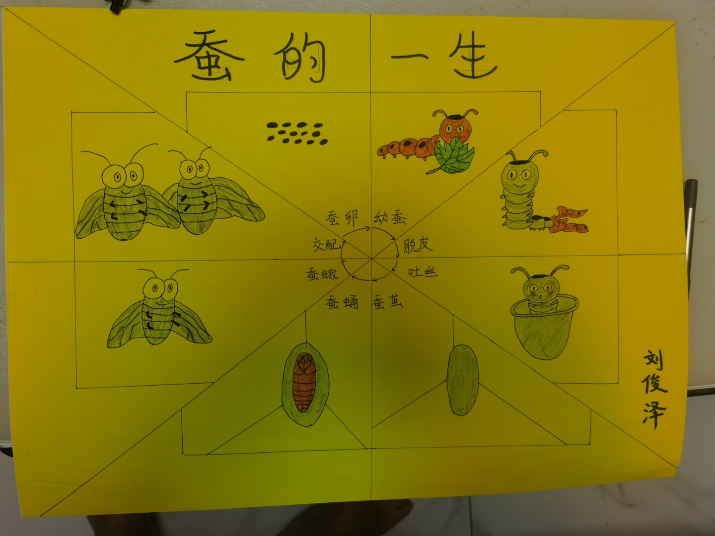 蚕的一生,思维导图