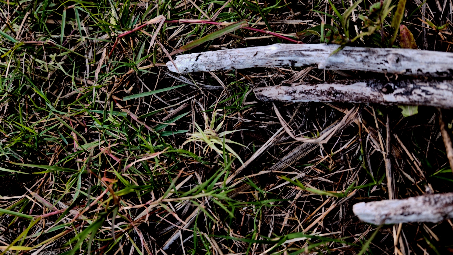 禁闭求生野草茎干图片