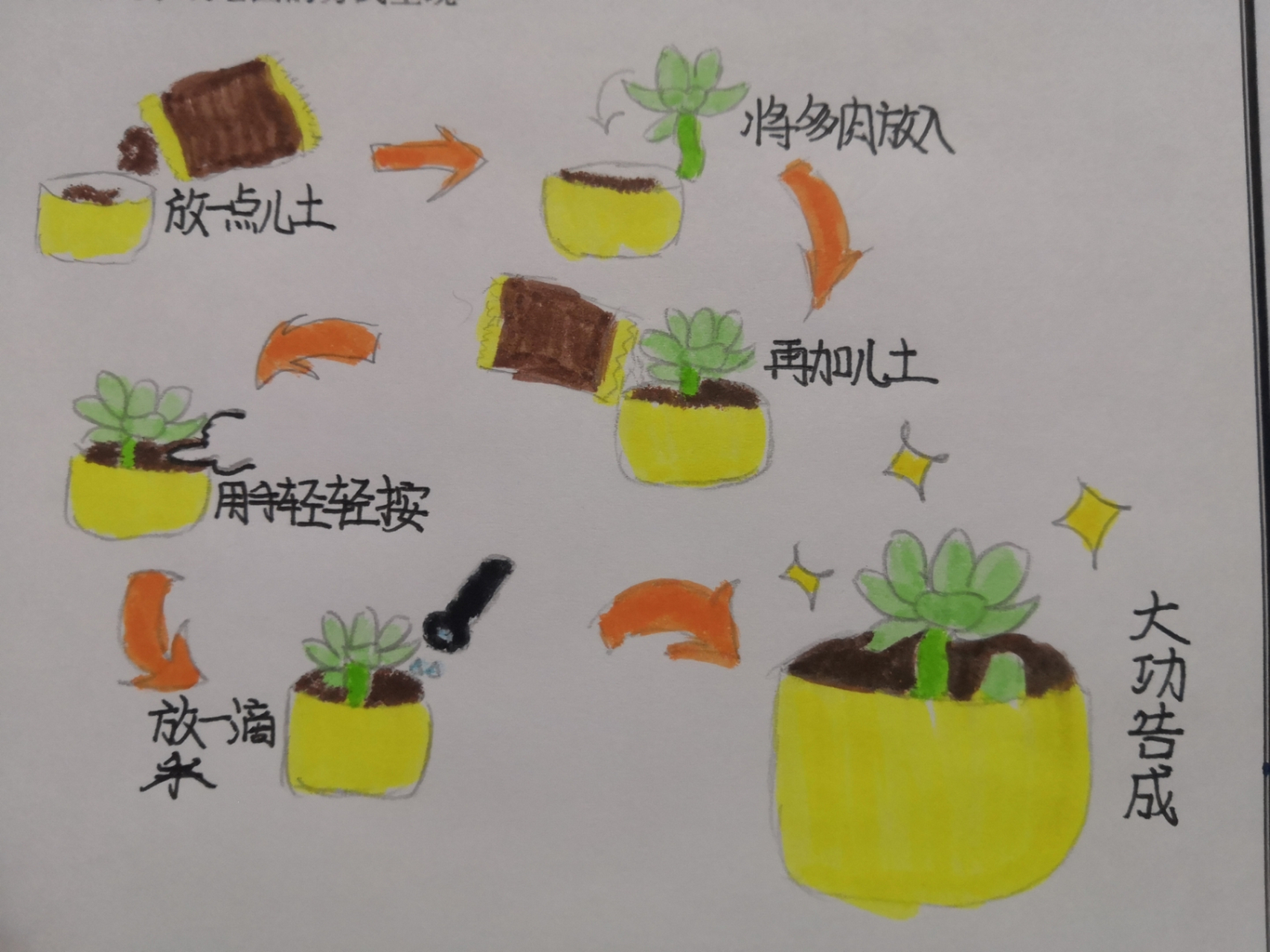 多肉的种植过程,简笔画[滑稽]点个赞吧唧!